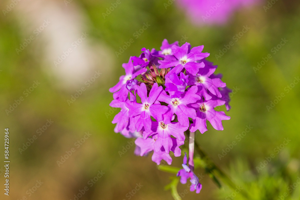 Fototapeta premium Wild flowers on the countryside 