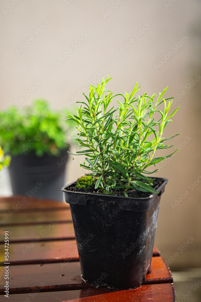 rosemary flower pot indoor plant in a pot healthy meal food snack on the table copy space food background rustic top view