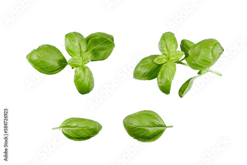 fresh green basil isolated transparent png