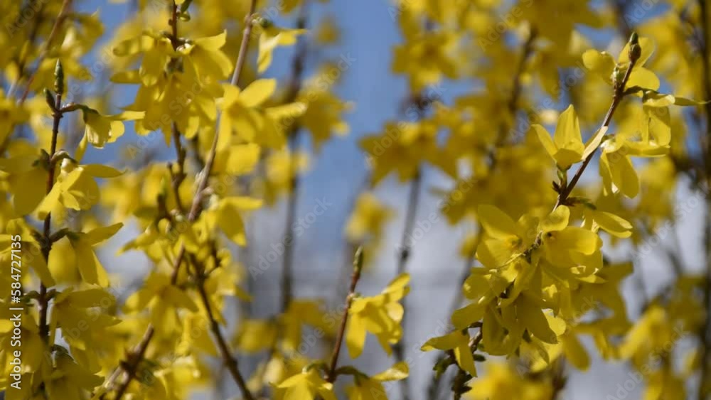Spring background with branches of Forsythia in full bloom Spring background with branches of Forsythia in full bloom