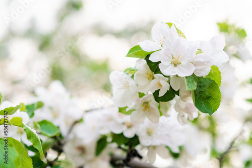 Floral background. Apple blossoms in spring. Soft selective focus.