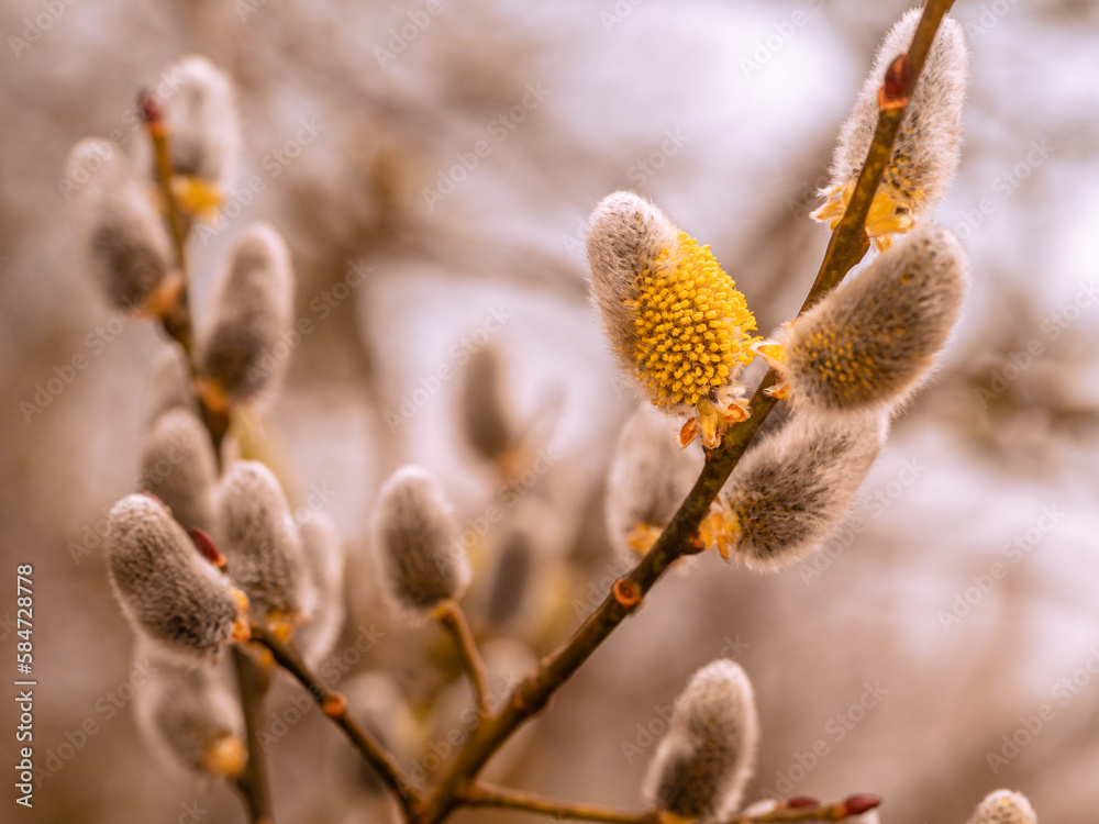 An kleinen Ästen der Weide (Salix caprea) wachsen gelb blühende Weidenkätzchen. An kleinen Ästen der Weide (Salix caprea) wachsen gelb blühende Weidenkätzchen.