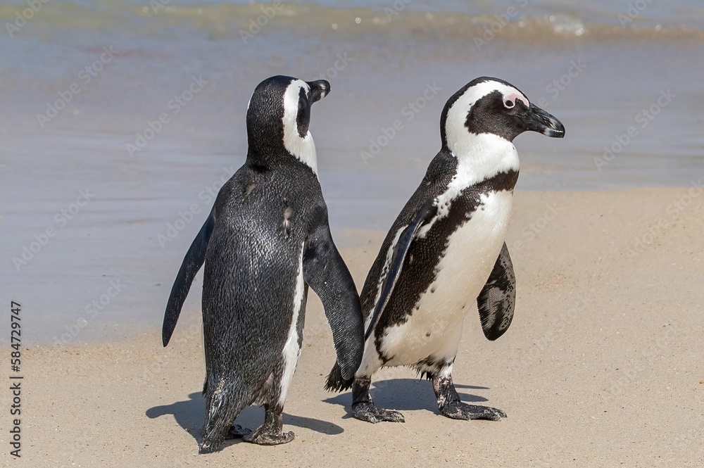 Obraz premium A couple of African penguins holding flipers while walking at Boulders Beach in South Africa