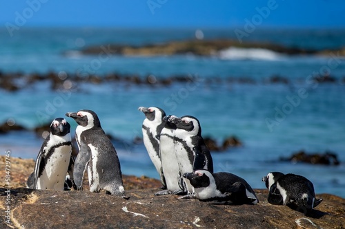Group of African penguins on a rock at a coast of Boulders Beach in South Africa