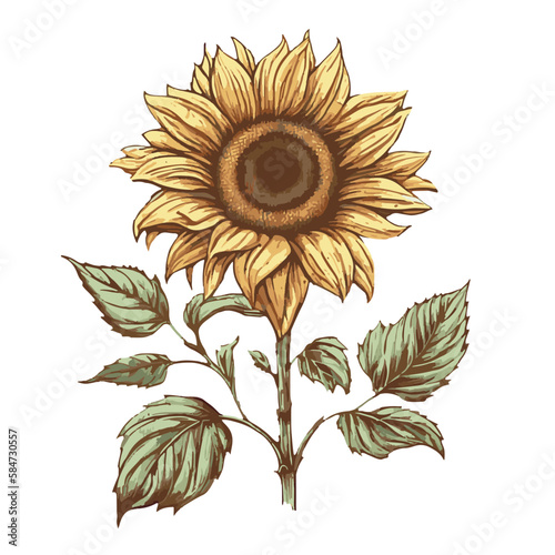 Sunflower vector illustration. Ink sketch of sunflower isolated on white background. hand drawn vector illustration. Retro style. Sunflower vintage graphic. Engraving style