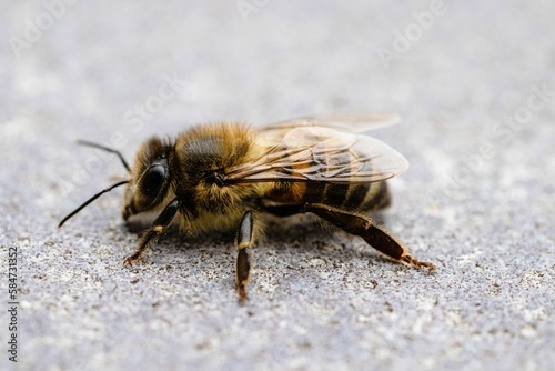 Macro shot of an Africanized bee on rocky surface photo