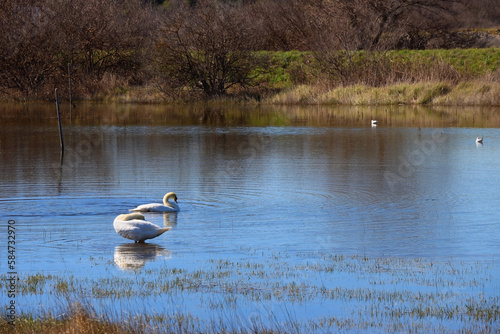 Swan in beautiful Lake Vrana, Croatia. photo