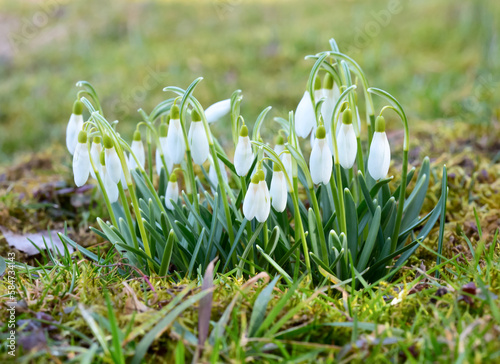 First spring snowdrops flowers