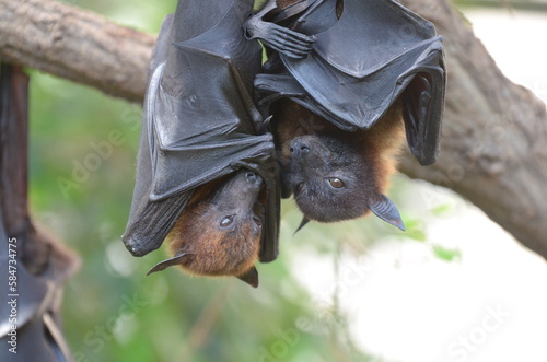 two bats  hanging 