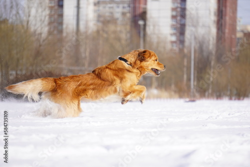 golden retriever in the snow run