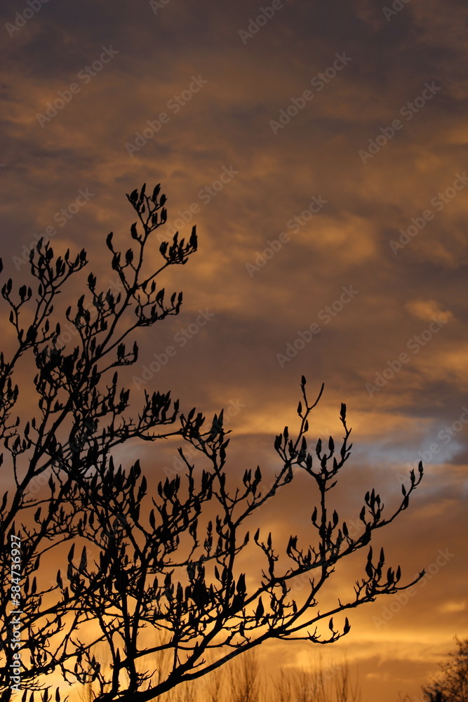Fototapeta premium Silhouette of a magnolia tree with unopened buds against a dark, fiery cloudscape at sunset with copy space. Environmental disaster graphic resource concept, sky on fire with tree silhouette in front