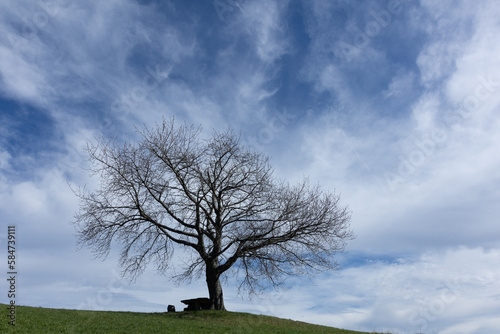 canevare secular wild cherry tree park of frignano modena photo