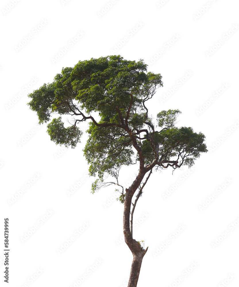 Bright green tree of forest isolated on white background.