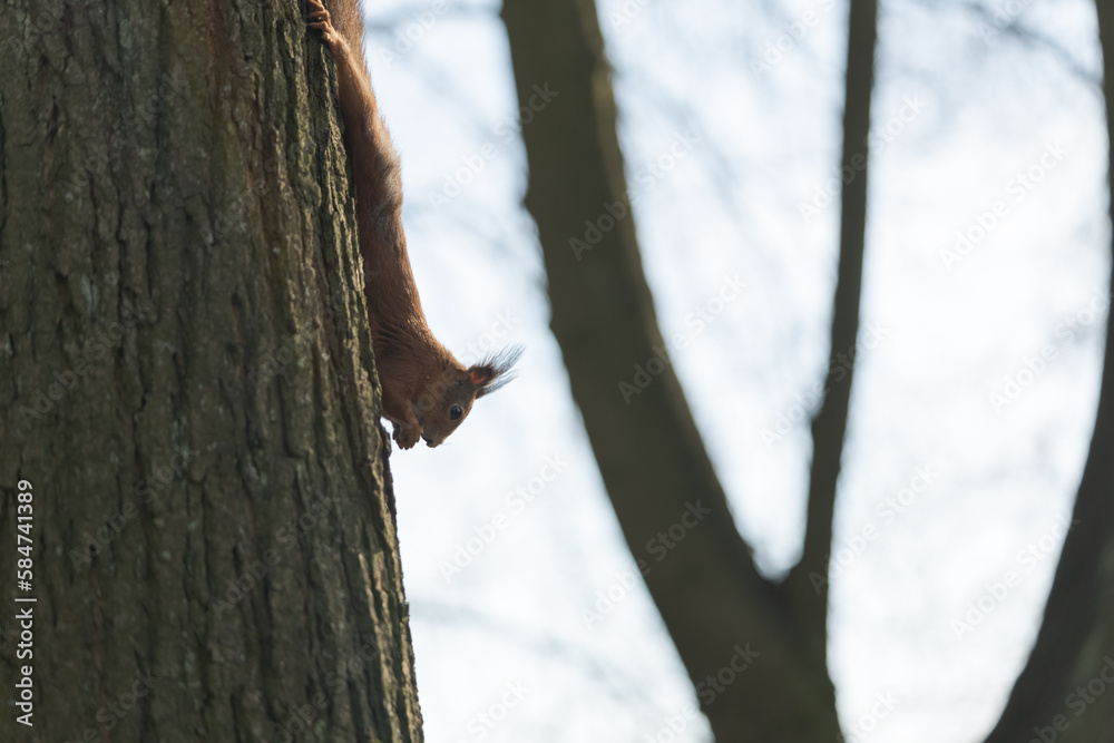 Squirrel on a tree trunk in spring Squirrel on a tree trunk in spring