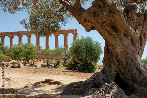 

Antico ulivo e il Tempio di Giunone Giunone del IV secolo A.C. Valle dei Templi di Agrigento Sicilia Italia photo