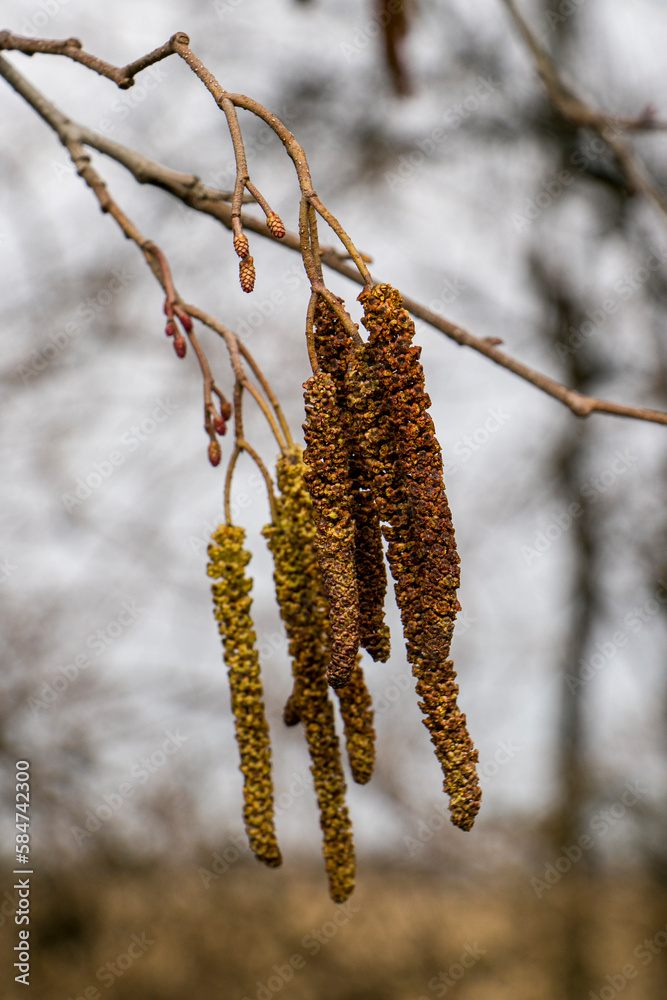 Selective focus. Alder earrings on a branch. Alder cones and earrings. Olkhova in spring Selective focus. Alder earrings on a branch. Alder cones and earrings. Olkhova in spring