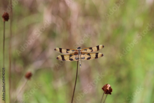 Halloween pennant dragonfly lands on a dry thistle in Alafia state Park Lithia Florida. photo