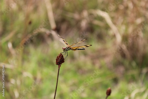 Halloween pennant dragonfly lands on a dry thistle in Alafia state Park Lithia Florida.