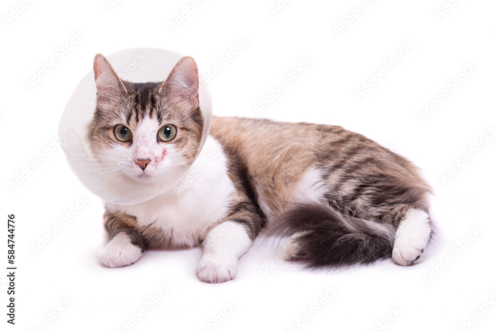 Cute cat wearing a cone collar on a white background. Isolated.
