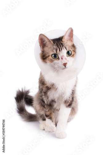 Cute cat wearing a cone collar on a white background. Isolated. © 4595886