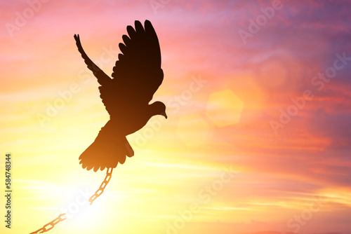 Silhiuette of Dove Fly to sunset sky for break the chain to freedom.Peace Concept and international day of peace 2023