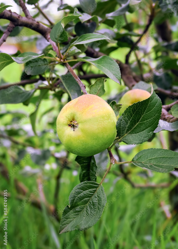 green ripening apples grow on an apple tree branch. gardening and cultivation of apples concept green ripening apples grow on an apple tree branch. gardening and cultivation of apples concept