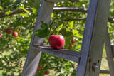 vue d'une pomme rouge avec des feuilles vertes sur la marche d'une échelle en bois lors d'une journée ensoleillée