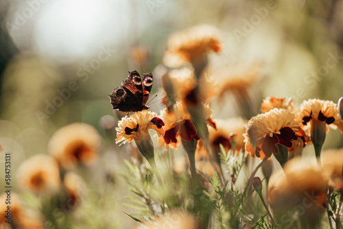 A butterfly sits on a flower © Ivashchenko Alla