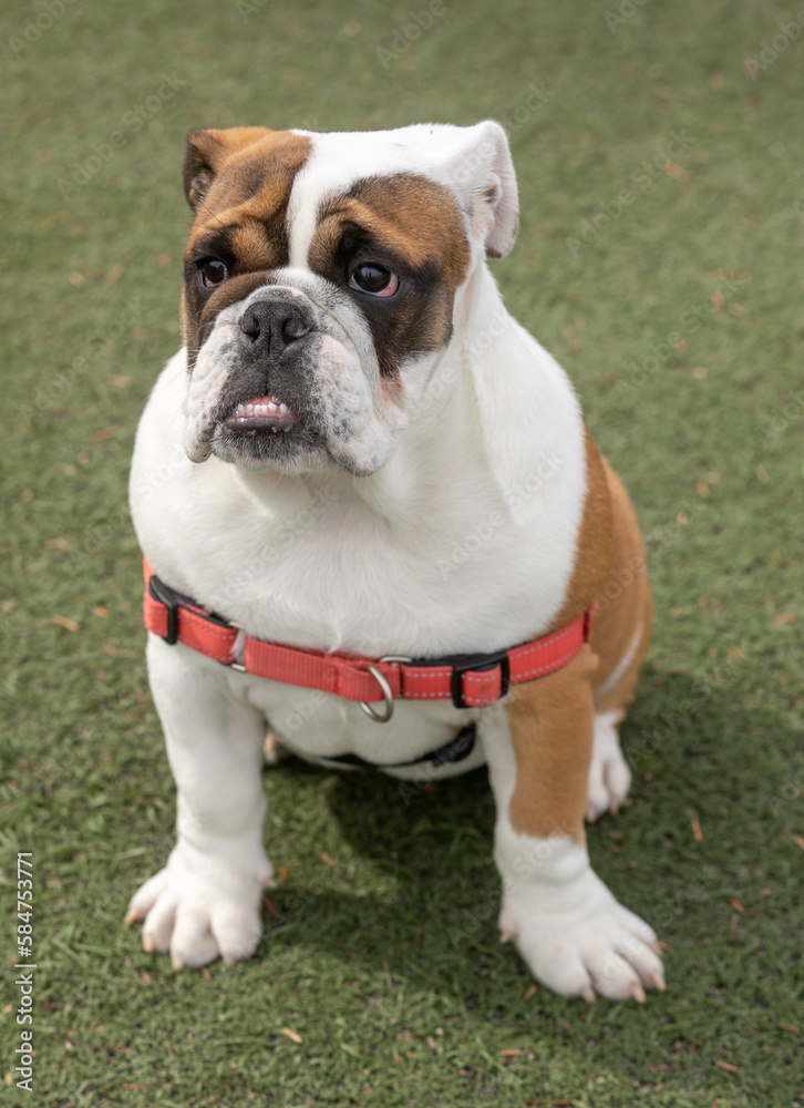 6-Months-Old Red and White English Bulldog Female. Off-leash dog park in Northern California.