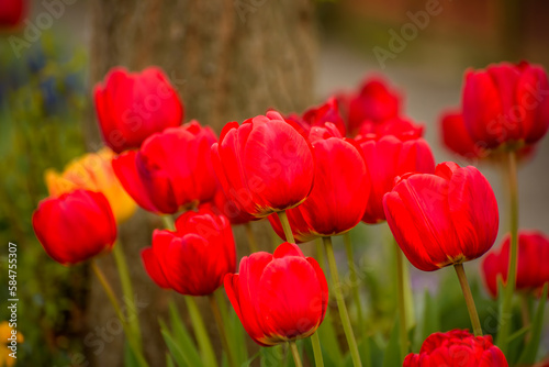 Colorful blooming tulips during spring