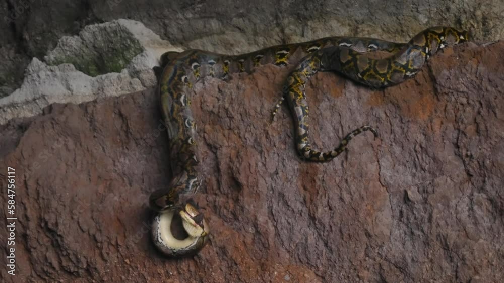 Close-up of a python lying on a rock of dark cave eating a little ...
