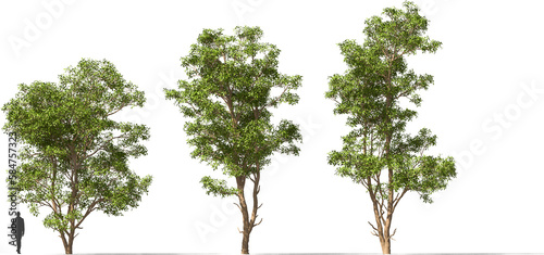 tree  kapok tree  trees  hq cutout arch viz plant