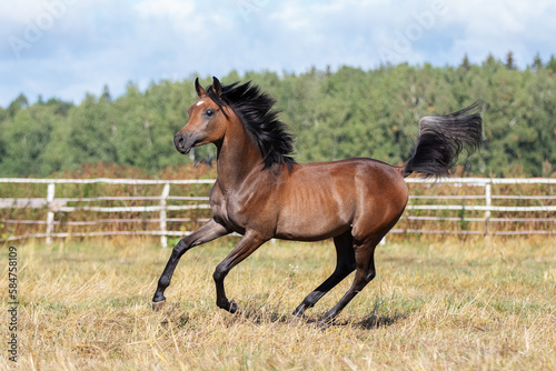 Young pretty arabian horse runs and frolics summer background