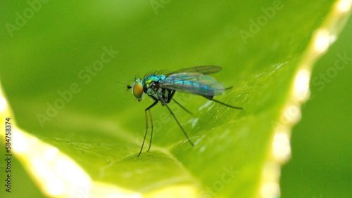 Long-legged fly on a leaf in a backyard in Panama City, Florida, USA