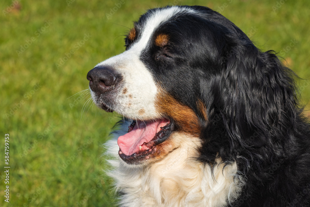 bernese mountain dog enjoy first sun in spring