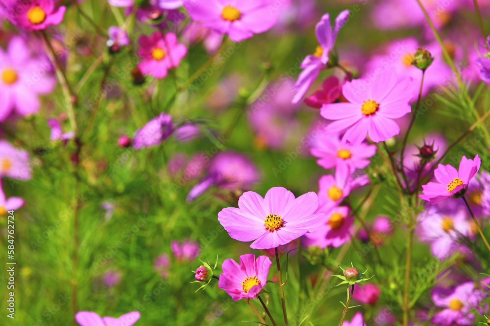 blooming Cosmos bipinnatus(Garden cosmos,Mexican aster) flowers,beautiful colorful Cosmos flowers blooming in the garden 
