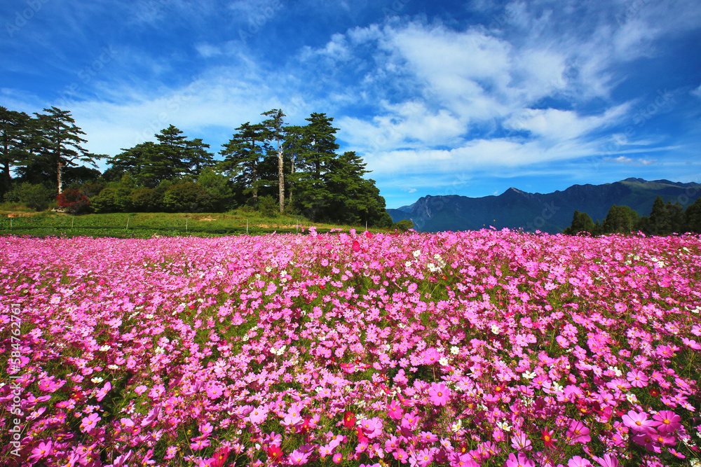 landscape of Cosmos bipinnatus(Garden cosmos,Mexican aster) flowers with blue sky background,many pink Cosmos flowers blooming in the field with green trees at a sunny day