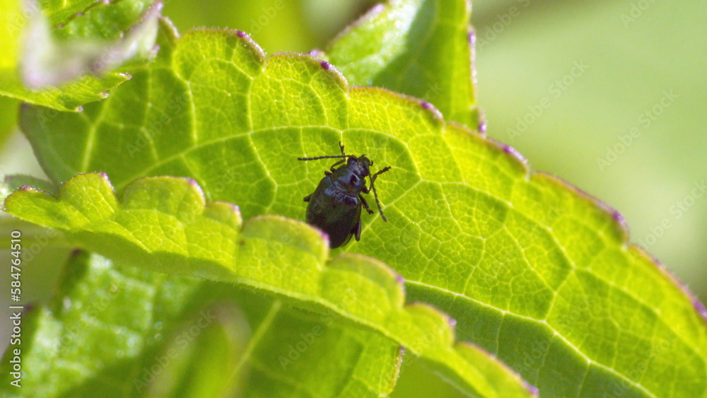Black beetle on a leaf in a backyard in Panama City, Florida, USA Black beetle on a leaf in a backyard in Panama City, Florida, USA