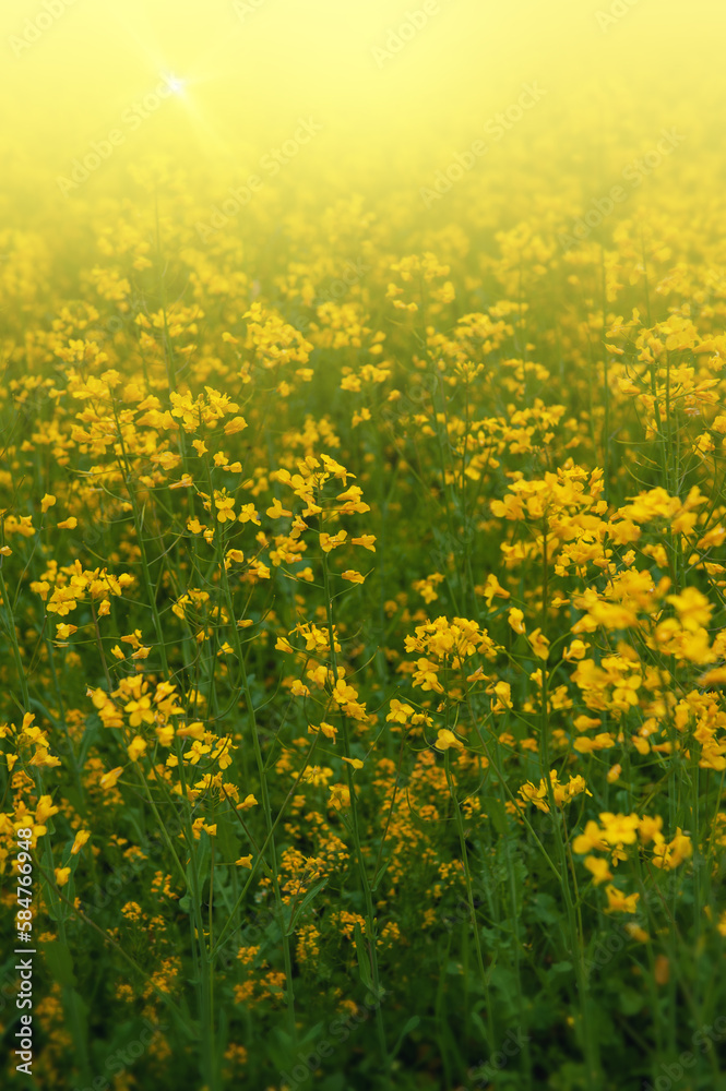 Fototapeta premium Summer natural background with small yellow flowers