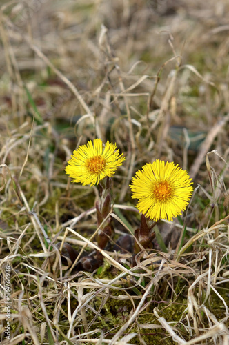Yellow Tussilago flowers in dry grass close-up