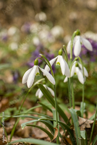 Snowdrops. First flowers. Delicate spring flowers. Blooming snowdrops in the forest © Iryna