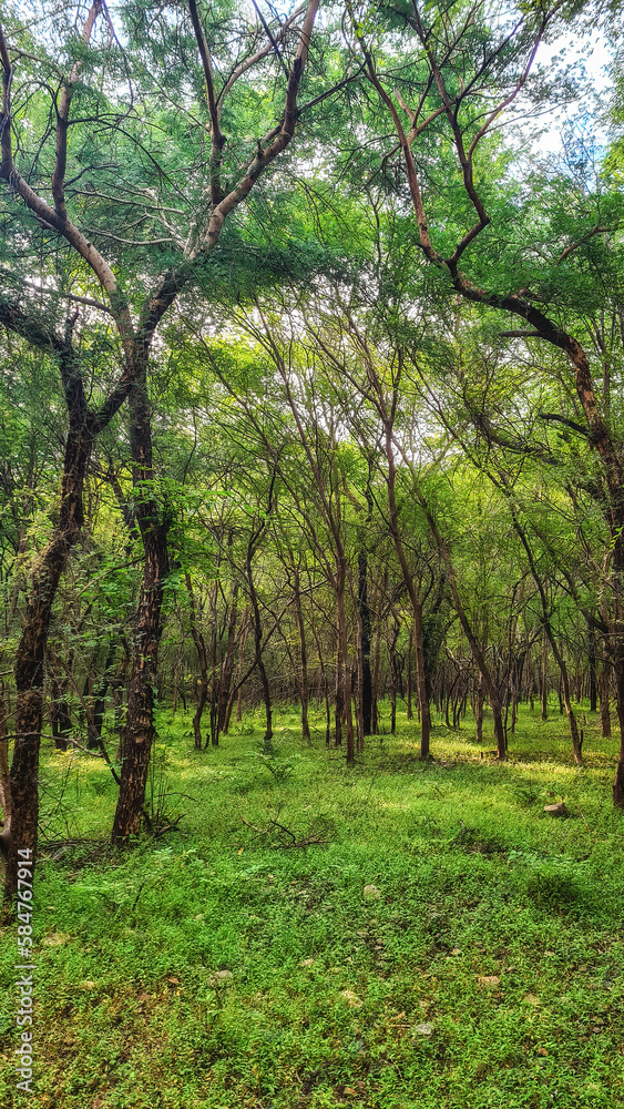 Ranthambore National Park. Ranthambore, India