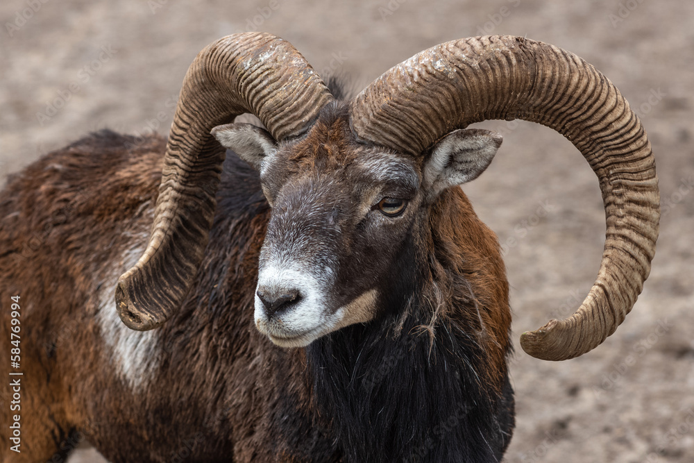 close up of a mountain goat