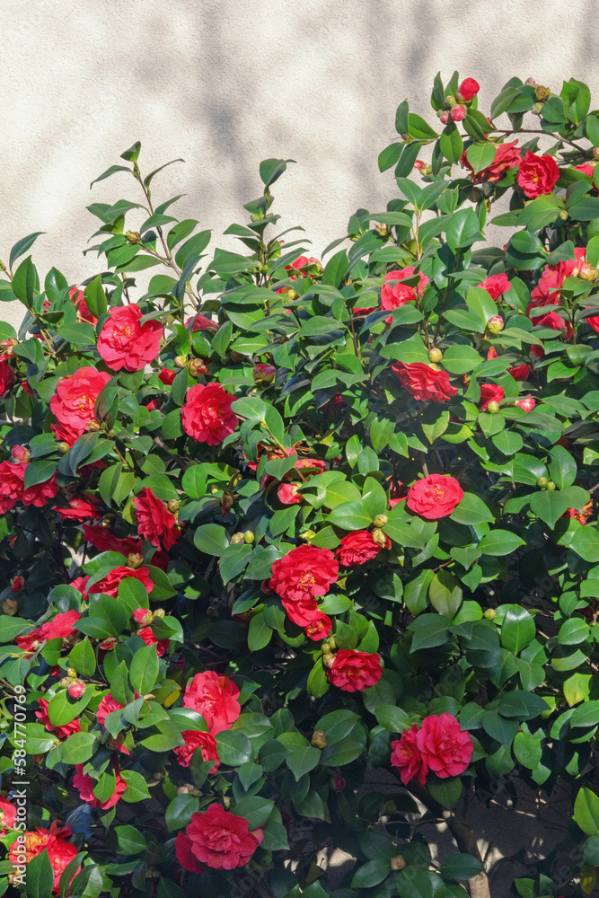 Camellia flowers. Camellia bush near the wall of the house