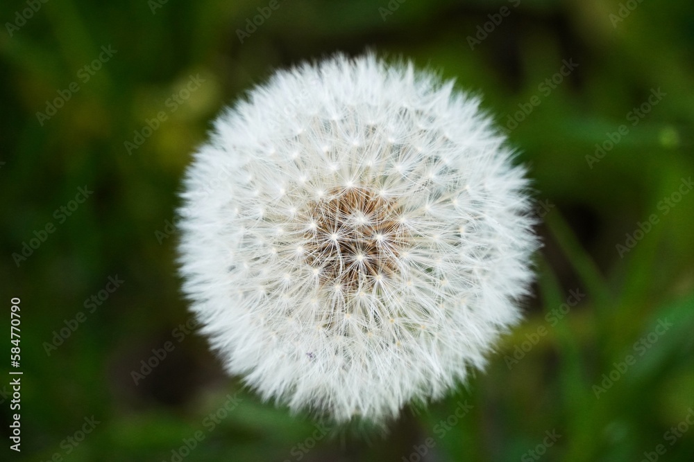 Closeup of blowball with blurry background Closeup of blowball with blurry background