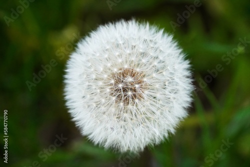 Closeup of blowball with blurry background