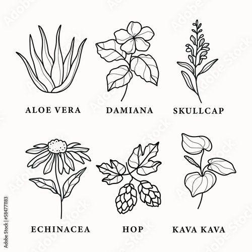Set of line art medicinal plants and flowers