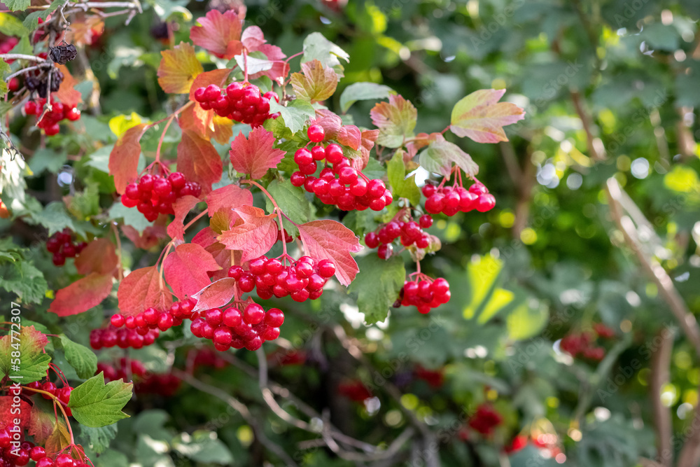 Viburnum bush with red clusters in sunny weather Viburnum bush with red clusters in sunny weather