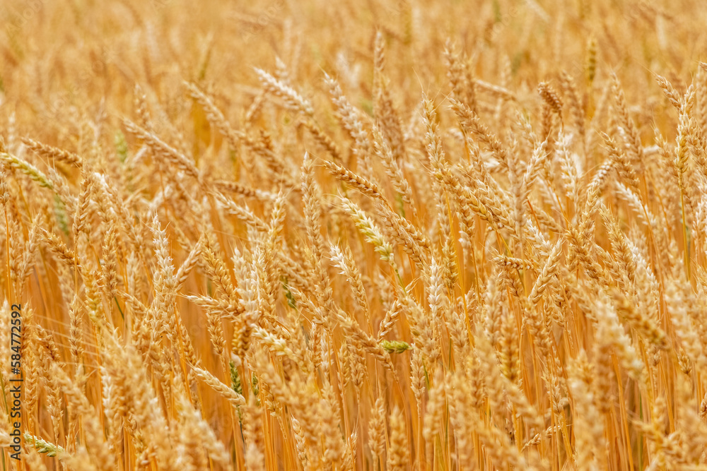 Wheat field with ripe ears in sunlight. Cultivation of wheat Wheat field with ripe ears in sunlight. Cultivation of wheat