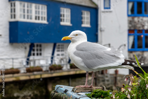 Seagull sitting at the seaside of Polpero town ,UK